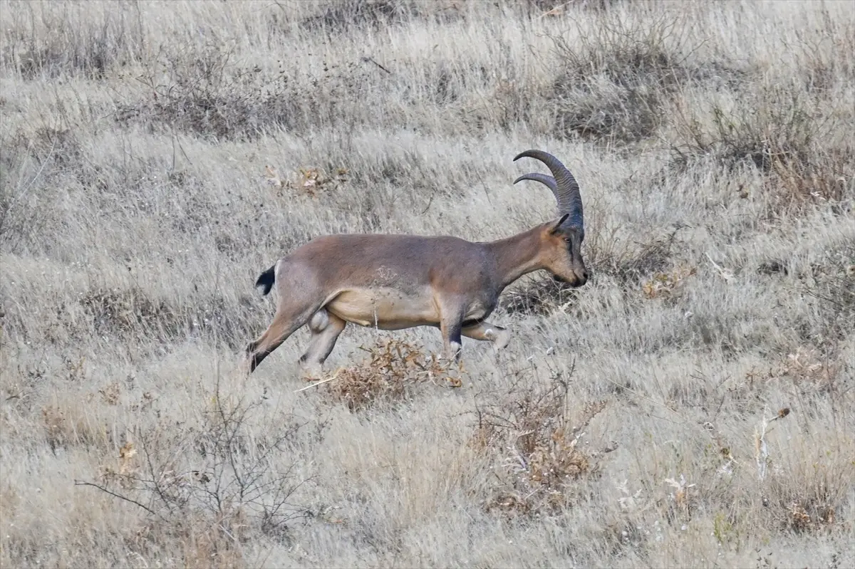hakkaride dag kecileri dronla goruntulendi ySuQ3Dpy