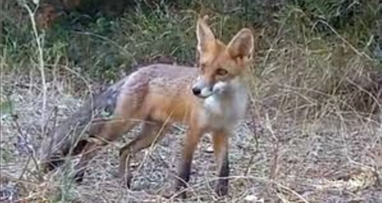 tekirdagda yiyecek arayan tilki kameraya takildi 4lEjf3QQ