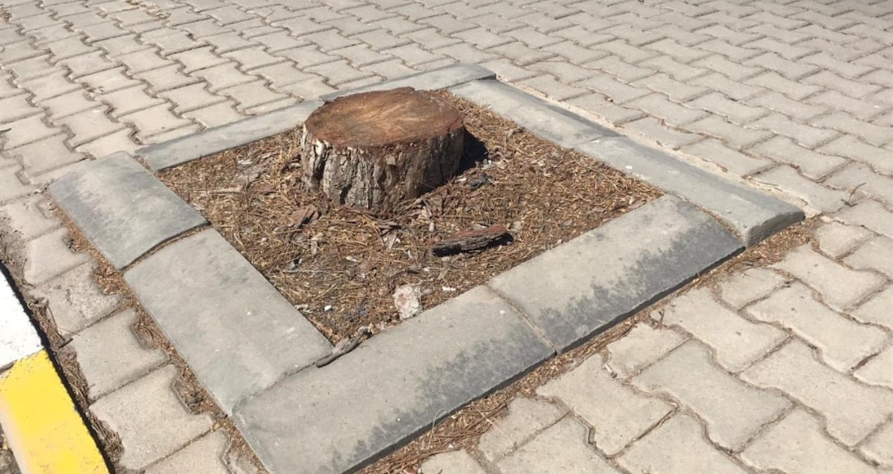 yarim asirlik agaclar kesildi topu birbirlerine attilar 9Sg9VSFn