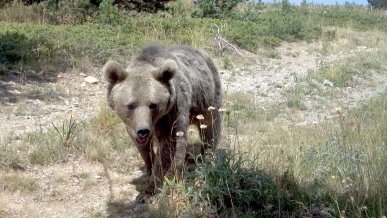 japonyada ayi alarmi hukumet askeri mudahale baslatti MdYnQiwa.webp