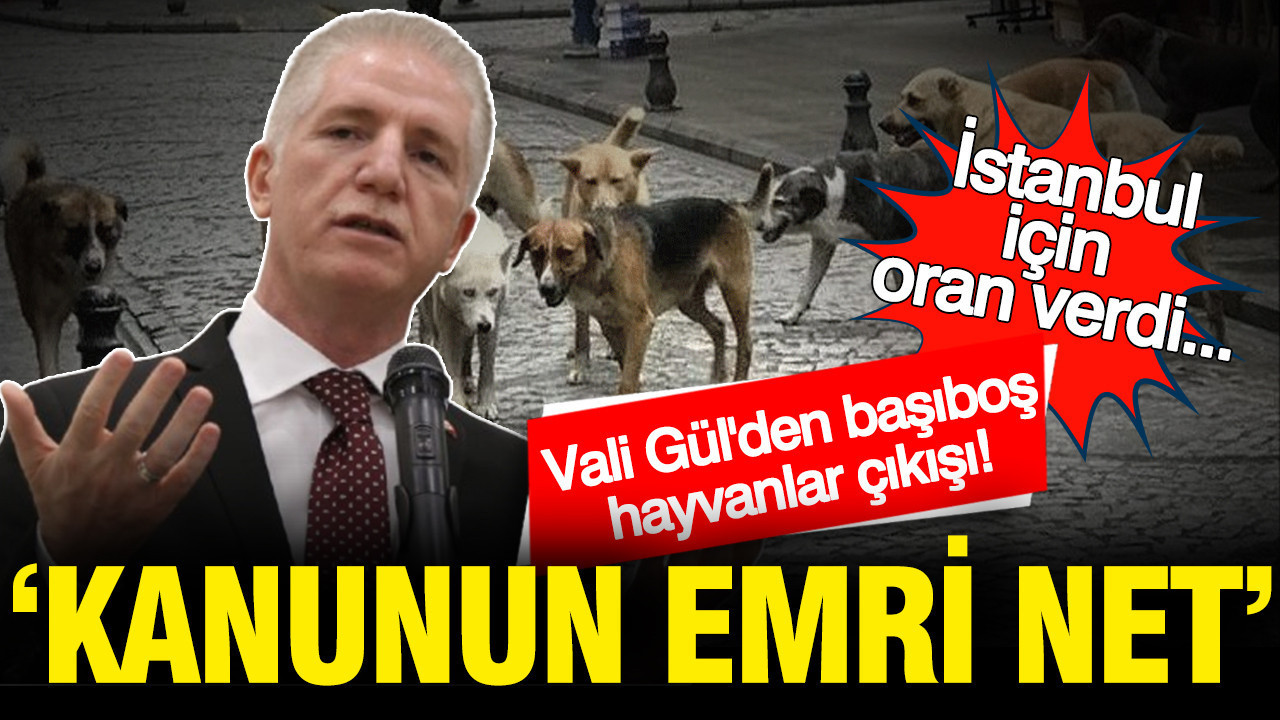 İstanbul Valisi Davut Gül’den Başsız Hayvanlar Konusunda Sert Mesaj: “Yasa Zorunlu Kılıyor”